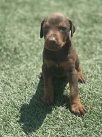 Sadie, a female Doberman Pinscher for sale in Grabill, IN – 4 of 5