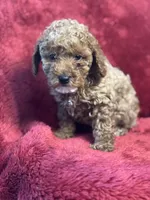Hazel, a female Poodle - Miniature  for sale in Grabill, IN – Photo 1 of 3