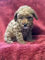 Hazel, a female Poodle - Miniature  for sale in Grabill, IN – Photo 2 of 3