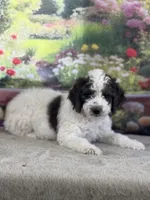 Bruno, a male Miniature Bernedoodle for sale in Grabill, IN – 2 of 6