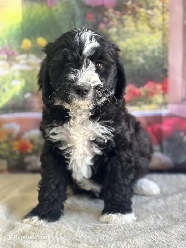 Bailey – Miniature Bernedoodle puppy for sale in Grabill, IN