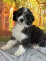 Brownie, a female Bernedoodle for sale in Grabill, IN – 4 of 4