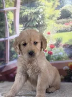 Penn, a male Golden Retriever for sale in Grabill, IN – 3 of 6