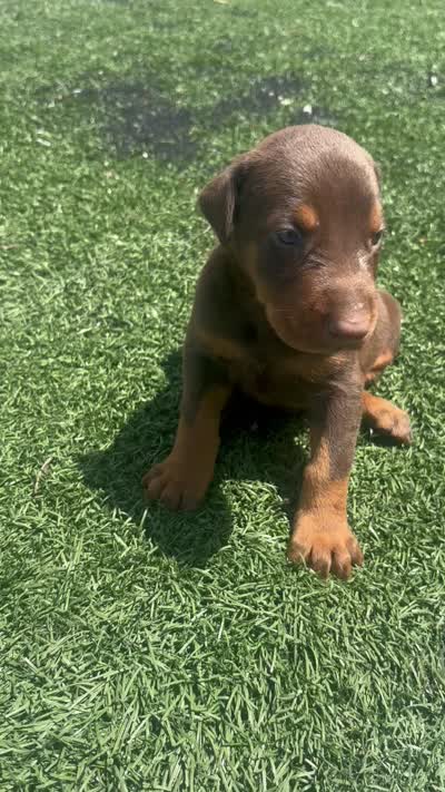 Blaze, a male Doberman Pinscher for sale in Grabill, IN – 4 of 6