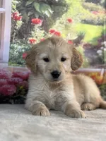 Nick, a male Golden Retriever for sale in Grabill, IN – 4 of 5