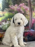 Bernie, a male Miniature Bernedoodle for sale in Grabill, IN – 5 of 5