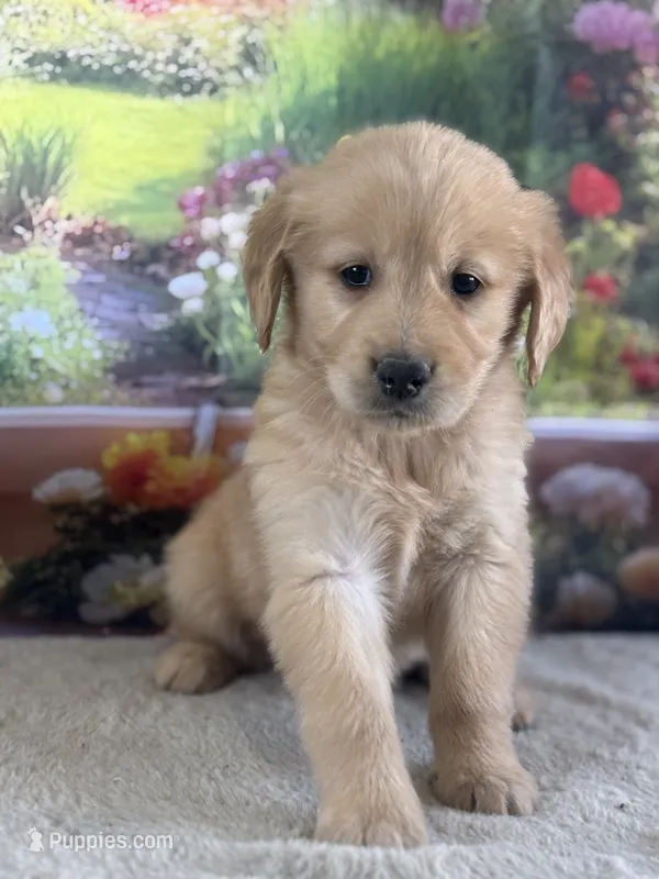 Penn – Golden Retriever puppy for sale in Grabill, IN