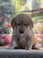 Nella, a female Golden Retriever for sale in Grabill, IN – 3 of 6