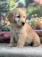 Neo, a male Golden Retriever for sale in Grabill, IN – 2 of 6