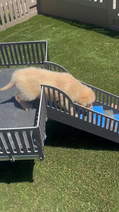 Pepper, a female Golden Retriever for sale in Grabill, IN – 6 of 6