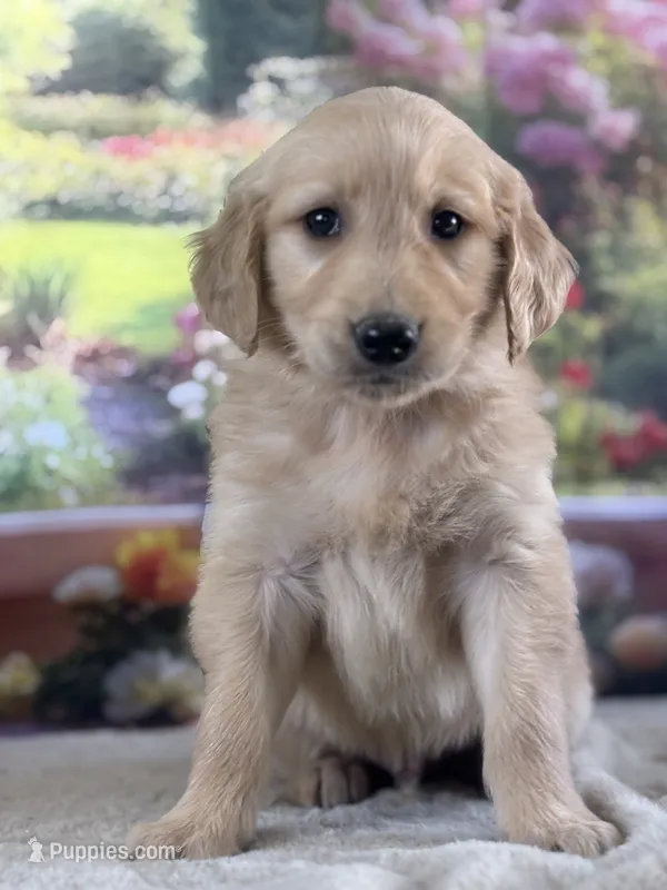 Pilot – Golden Retriever puppy for sale in Grabill, IN
