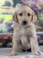 Pilot, a male Golden Retriever for sale in Grabill, IN – 1 of 6