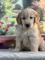 Neo, a male Golden Retriever for sale in Grabill, IN – 3 of 6