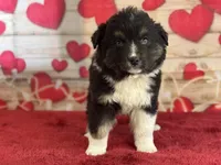 Dylan, a female Miniature Australian Shepherd for sale in Grabill, IN – Photo 1 of 5