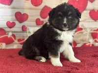 Dylan, a female Miniature Australian Shepherd for sale in Grabill, IN – Photo 2 of 5