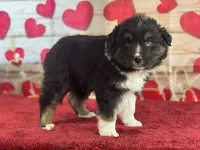 Dylan, a female Miniature Australian Shepherd for sale in Grabill, IN – Photo 4 of 5