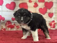 Dylan, a female Miniature Australian Shepherd for sale in Grabill, IN – Photo 3 of 5