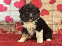 Dylan, a female Miniature Australian Shepherd for sale in Grabill, IN – Photo 5 of 5