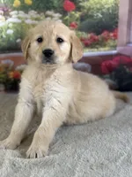Poppy, a female Golden Retriever for sale in Grabill, IN – 3 of 6