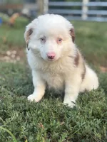 Diane, a female Australian Shepherd for sale in Grabill, IN – 2 of 5