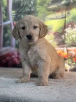 Nola, a female Golden Retriever for sale in Grabill, IN – 5 of 6