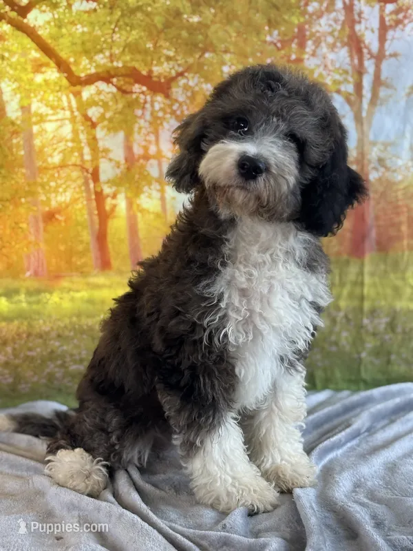 Beth – Miniature Bernedoodle puppy for sale in Grabill, IN