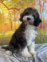 Beth, a female Miniature Bernedoodle for sale in Grabill, IN – 1 of 4