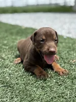 Shelby, a female Doberman Pinscher for sale in Grabill, IN – 3 of 5