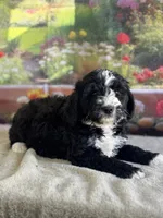 Bailey, a female Miniature Bernedoodle for sale in Grabill, IN – 2 of 6