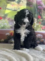 Bailey, a female Miniature Bernedoodle for sale in Grabill, IN – 4 of 6
