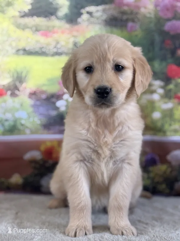 Poppy – Golden Retriever puppy for sale in Grabill, IN