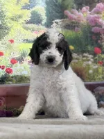 Bruno, a male Miniature Bernedoodle for sale in Grabill, IN – 5 of 6