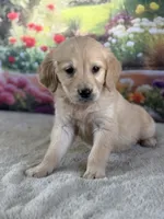 Pearl, a female Golden Retriever for sale in Grabill, IN – 5 of 6
