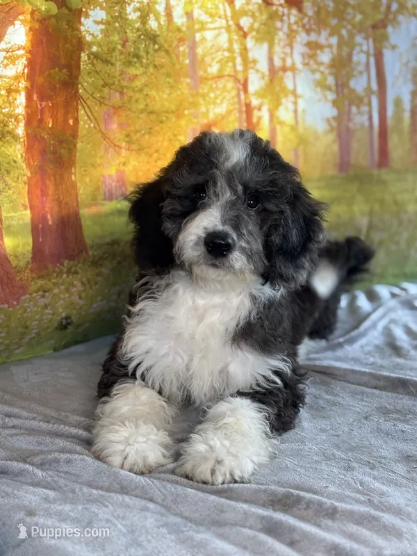 Brownie – Bernedoodle puppy for sale in Grabill, IN