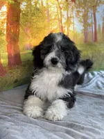 Brownie, a female Bernedoodle for sale in Grabill, IN – 1 of 4