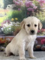 Paul, a male Golden Retriever for sale in Grabill, IN – 5 of 6