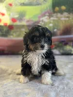 Jack, a male Bernese Mountain Dog and Poodle - Miniature  for sale in Grabill, IN – 3 of 3