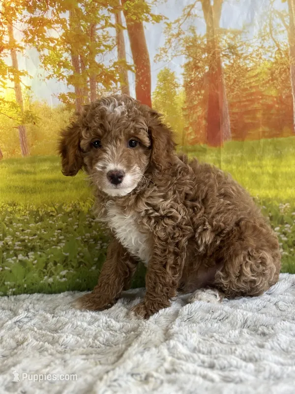 Murphy – Miniature Goldendoodle puppy for sale in Grabill, IN