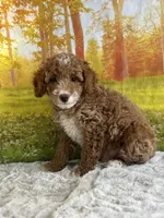 Murphy, a male Miniature Goldendoodle for sale in Grabill, IN – 1 of 5
