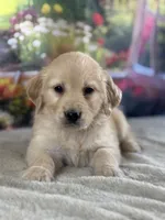 Pepper, a female Golden Retriever for sale in Grabill, IN – 3 of 6