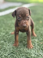Zoe, a female Doberman Pinscher for sale in Grabill, IN – 2 of 6