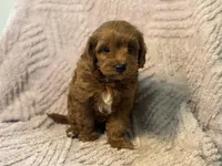 Moby, a male Cavapoo for sale in Grabill, IN – Photo 3 of 3