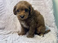 Moby, a male Cavapoo for sale in Grabill, IN – Photo 2 of 3