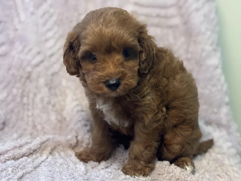 Moby – Cavapoo puppy for sale in Grabill, IN