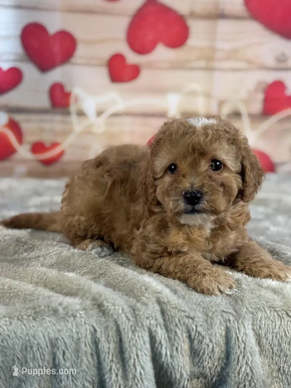 Miles – Cavapoo puppy for sale in Grabill, IN