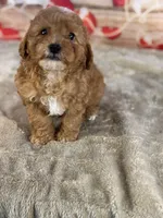 Miles, a male Cavapoo for sale in Grabill, IN – Photo 2 of 2