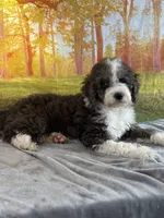 Bell, a female Miniature Bernedoodle for sale in Grabill, IN – 3 of 4
