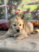 Nick, a male Golden Retriever for sale in Grabill, IN – 2 of 5