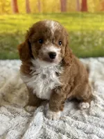 Max, a male Miniature Goldendoodle for sale in Grabill, IN – 4 of 7