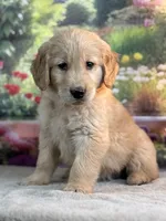 Neo, a male Golden Retriever for sale in Grabill, IN – 5 of 6